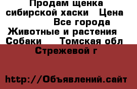 Продам щенка сибирской хаски › Цена ­ 8 000 - Все города Животные и растения » Собаки   . Томская обл.,Стрежевой г.